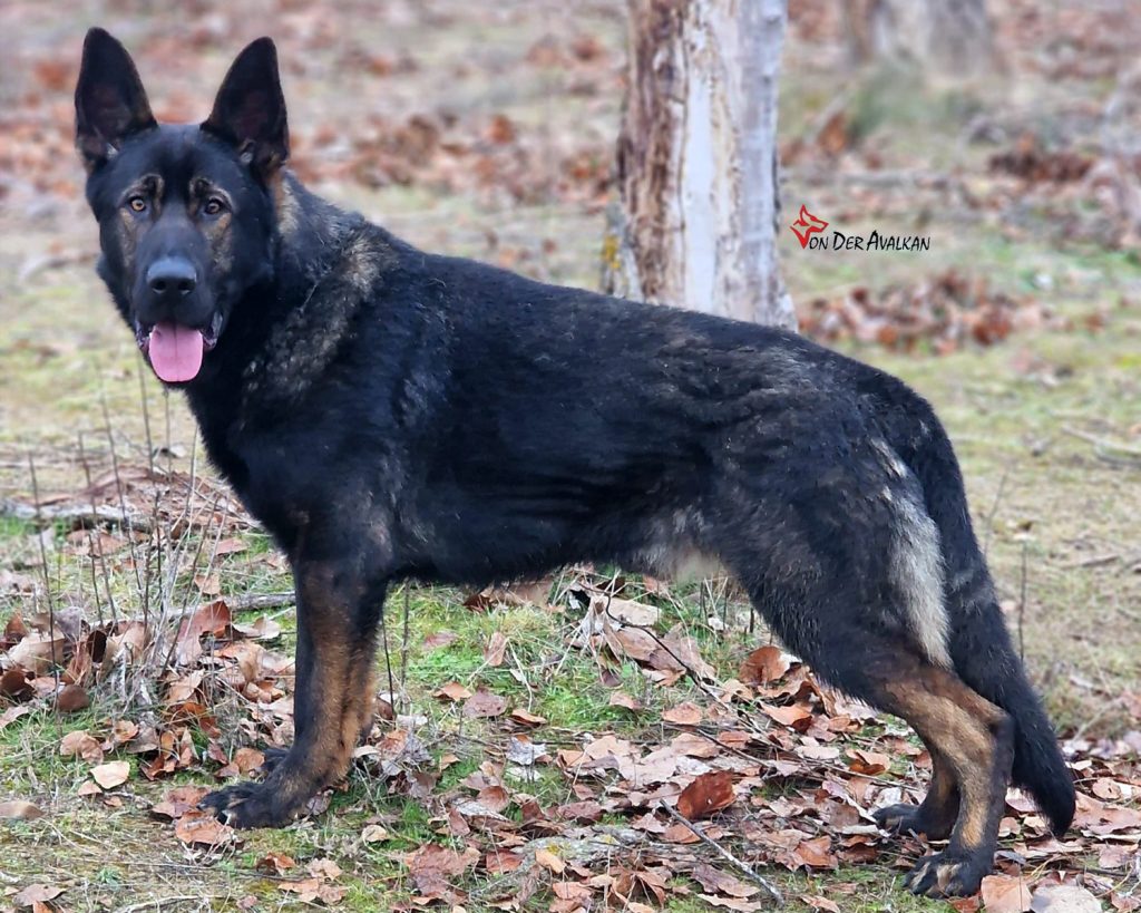 XEN von der Avalkan